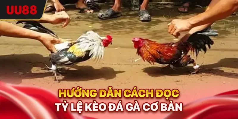 Đá Gà Trên Mạng - 3 Kinh Nghiệm Giúp Bạn Bắt Kèo Chuẩn Nhất 2 Hướng dẫn cách đọc tỷ lệ kèo đá gà cơ bản