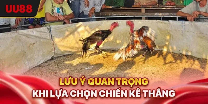 Đá Gà Trên Mạng - 3 Kinh Nghiệm Giúp Bạn Bắt Kèo Chuẩn Nhất 3 Lưu ý quan trọng khi lựa chọn chiến kê thắng